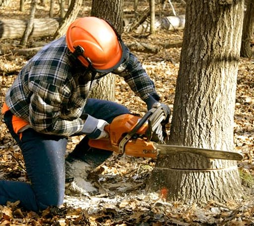 Tree Removal in Saint John, WA